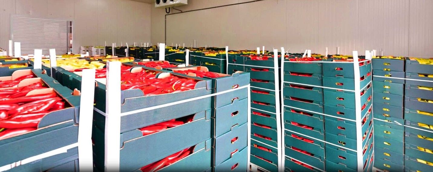 Guide to Cold Storage Features: Temperature Monitoring & Backup Systems